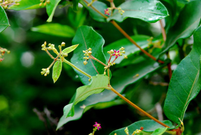 Streptocaulon juventas